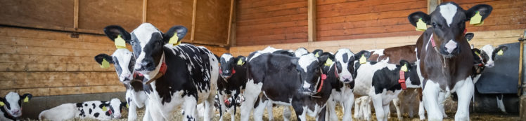 für Tierhalter – Bundesverband der Tierzucht- und Besamungstechniker e.V.